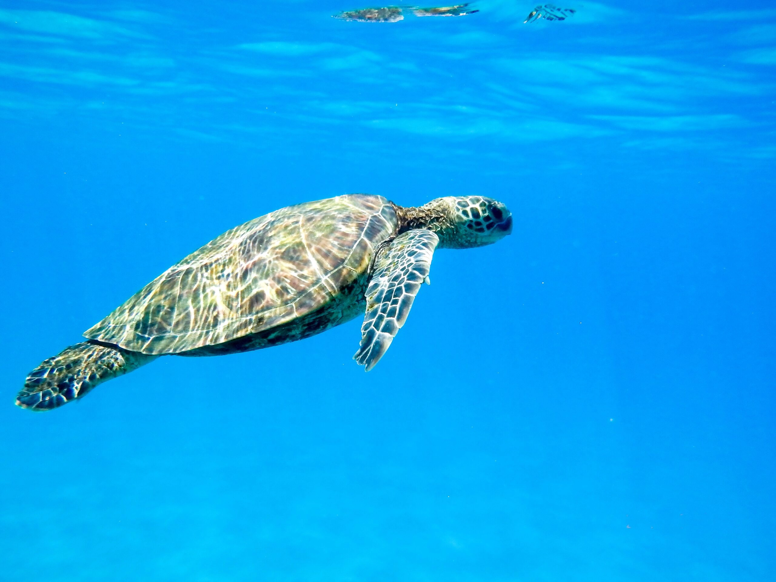 Grüne Schildkröte im Meer
